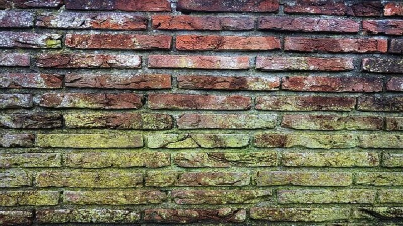 Top Signs Your Home May Have a Mold Problem