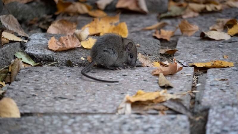 Top Pest Problems in Florida and How to Solve Them