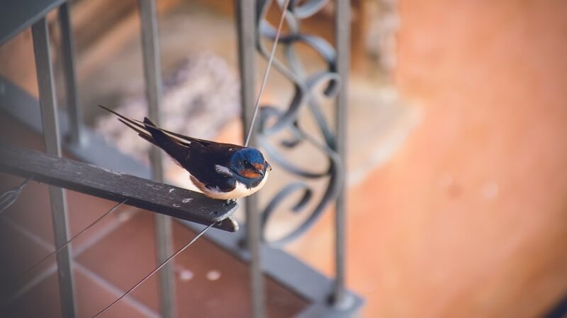How to Bird Proof Your Home Without Harming Wildlife