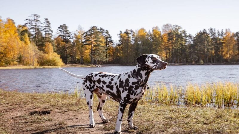 Dalmatian Temperament: What to Expect From This Unique Breed