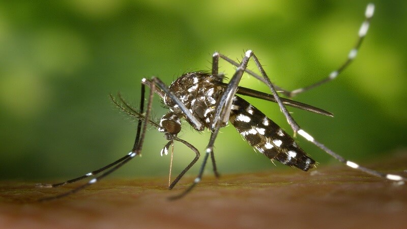 Smart Pest Control Tips Every Stay-at-Home Mom Should Know