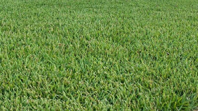 Curbside Sod, Inc. Brings Premier Sod Delivery & Installation to Midland-Odessa Area