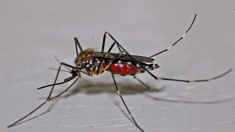 How to Take Back Your Backyard: A Mom’s Guide to Winning the Summer Mosquito Battle