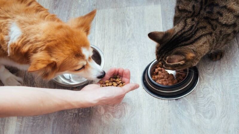 Smart, Natural Ways to Boost Your Pet’s Wellbeing on a Busy Schedule