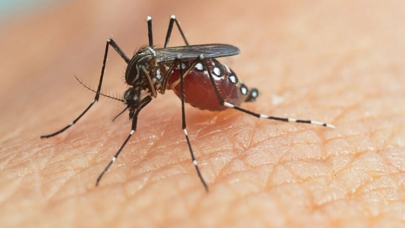 Keep Your Backyard Bite-Free: Simple Mosquito Prevention Tips for Homeowners