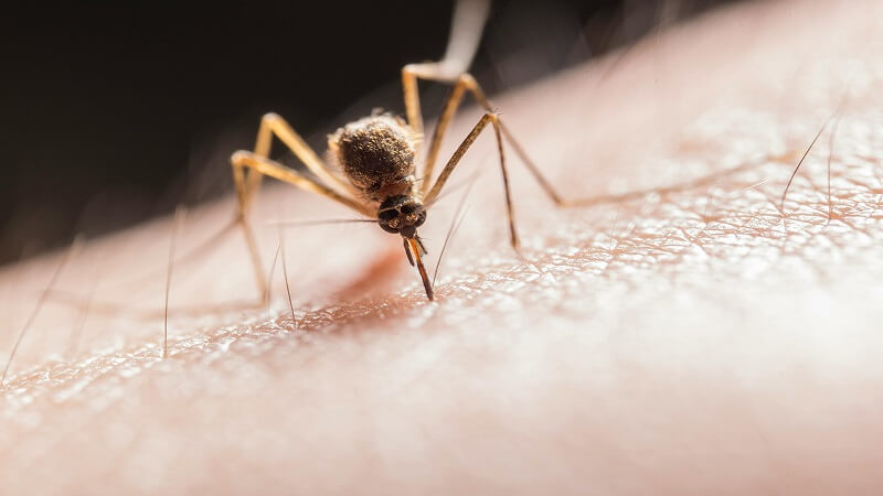 Say Goodbye to Creepy Crawlers: Expert Tips for Kicking Pests Out of Your Home for Good