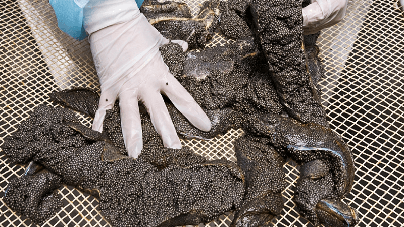 Aquaculture vs. Wild Caviar: Does Modern Caviar Lose Its Soul?