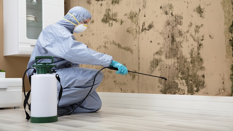 Professional Mold Inspection and Remediation Services for a Healthier Environment