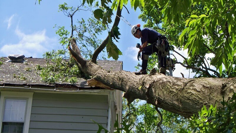 How Emergency Tree Service in Tupelo and Northern Mississippi Keeps Your Home and Community Safe