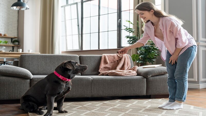 How Pets Change the Way Your Home Needs to Be Cleaned in the Spring 